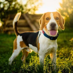 Dog,Portrait,Back,Lit,Background.,Beagle,With,Tongue,Out,In
