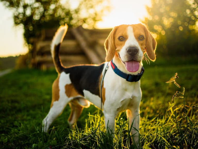 Dog,Portrait,Back,Lit,Background.,Beagle,With,Tongue,Out,In