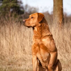 Dog,Portrait,,Red,Fox,Labrador
