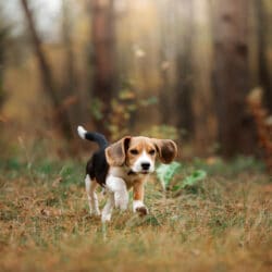 Dog,On,Nature,In,The,Park.beagle,Puppy.,Pet,For,A