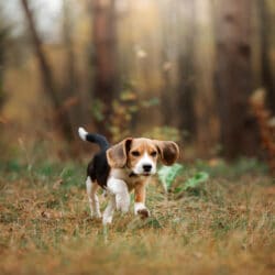 Puppy beagle training