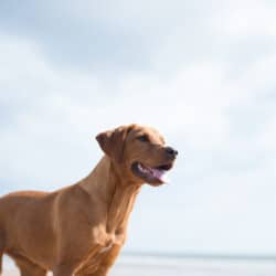 Red,Fox,Labrador,At,The,Beach