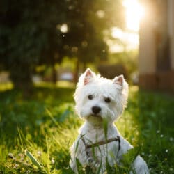 Young,Westie,Dog,Sitting,On,Grass