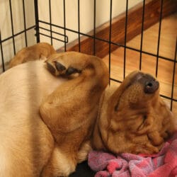 Closeup,Of,Fox,Red,Labrador,Retriever,Puppy,Inside,Wire,Crate