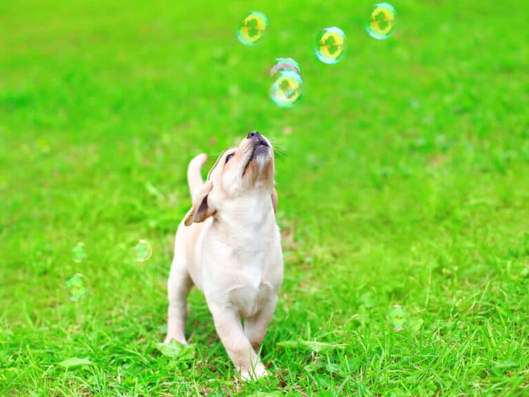 Beautiful,Dog,Puppy,Labrador,Retriever,Playing,With,Soap,Bubbles,On