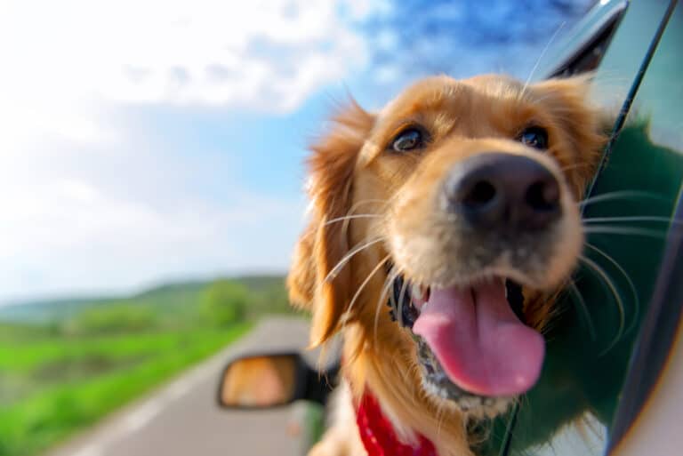 Golden,Retriever,traveling in car