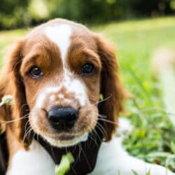 Cute,English,Springer,Spaniel,Puppy,Sniffing,In,Green,Grass