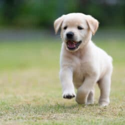 Happy,Puppy,Dog,Running,On,Playground,Green,Yard