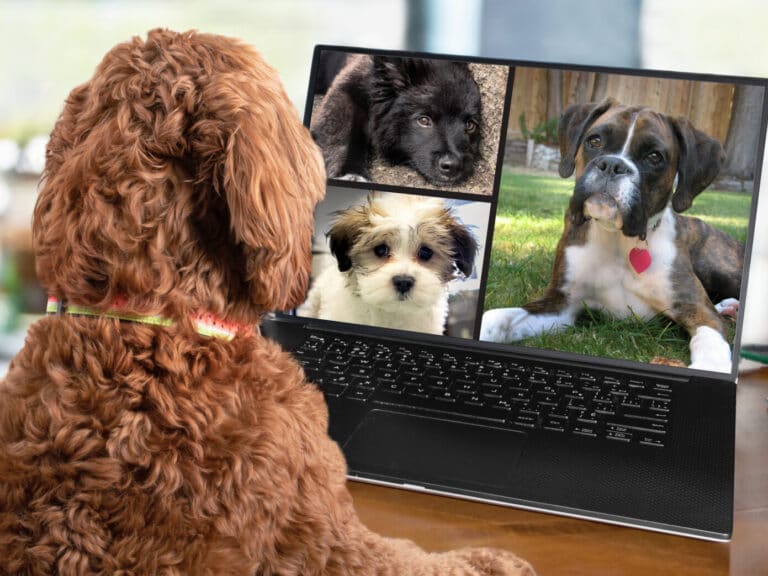 Back,View,Of,Dog,Talking,To,Dog,Friends,In,Video