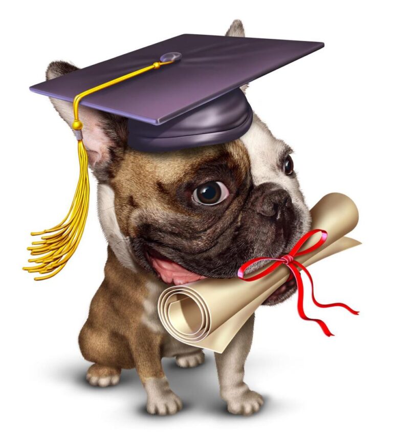 Dog Training Grading Awards