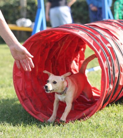 Puppy Training Classes near Southampton