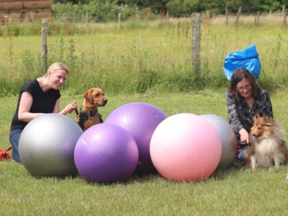 Treibball class