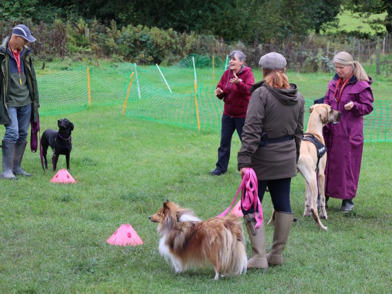 how to become a dog trainer