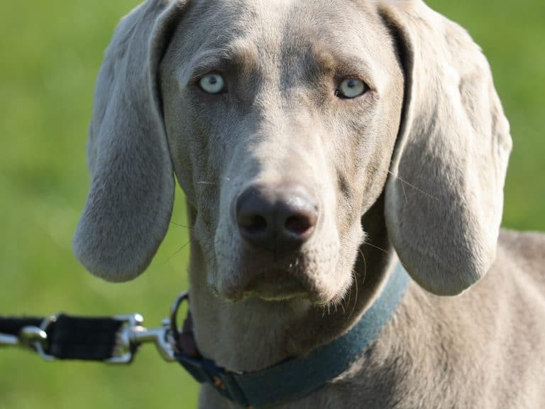 Good behaviour dog training