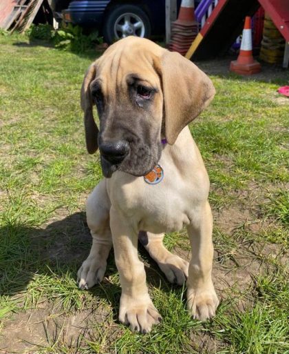 puppy in training