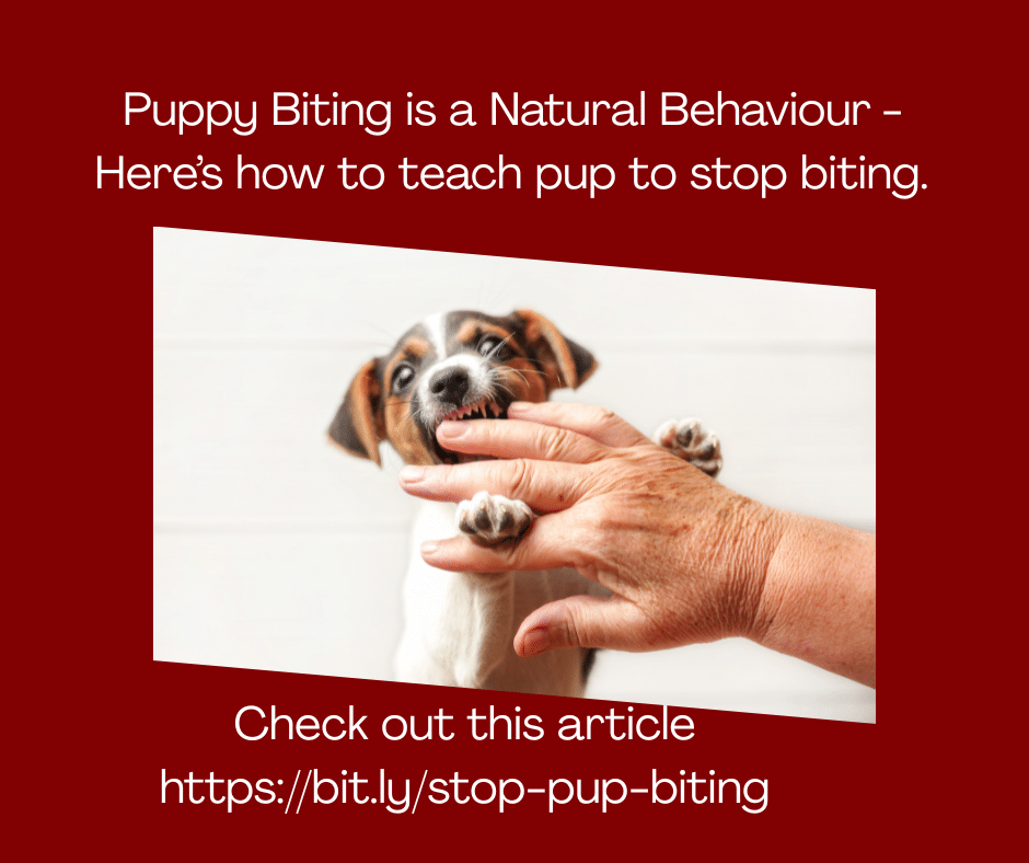 How to teach pup to stop biting.
